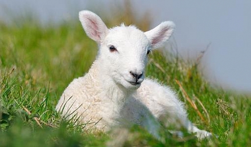 German Grass WoolLine -      